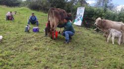 INIA transfiere tecnologías a productores de Amazonas para mejorar la producción de derivados de leche de ganado