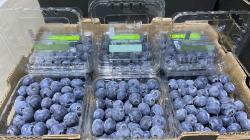 Inka’s Berries duplicó su capacidad operativa y sus exportaciones en 2025