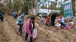 Instalan parcela demostrativa para elevar semillas de alta calidad de maíz amiláceo