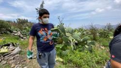 Investigadores peruanos obtuvieron biocuero a partir de hojas de tunas