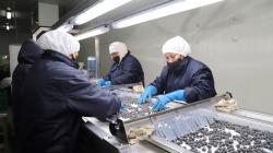 Japón se perfila como un destino atractivo para los arándanos peruanos