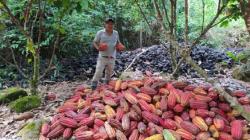 Junín: cacao cultivado por comunidad del pueblo asháninka entre los 10 mejores del Perú