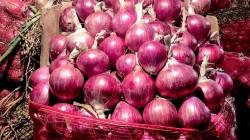 La cebolla peruana: el reto de dejar de venderla como materia prima