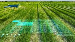 La Inteligencia Artificial es una aliada clave para la transformación digital del agro de las Américas