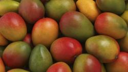 La internacionalización del mango de México: Consideraciones y reflexiones