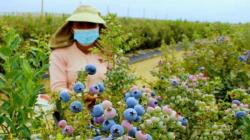 La Libertad aporta casi el 50% de las exportaciones de arándanos hasta la semana 32
