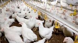 La Libertad, Lima, Arequipa e Ica representan el 87.7% de la producción de ave de Perú