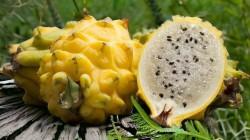 La paradoja de la pitahaya: Ecuador bajo la lupa europea por exceso de pesticidas