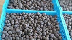 La transformación del agro peruano: tecnología, innovación y el reto humano