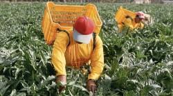 Lambayeque afianza liderazgo agroexportador con más de US$ 234 millones a mitad de año