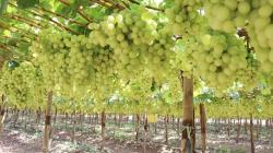 “Las uvas blancas se exportan mayoritariamente a Estados Unidos donde se pagan precios más altos por la calidad premium que en Europa”