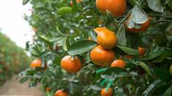 Las variedades “easy peeler” modernas dan un impulso a las exportaciones peruanas de mandarinas