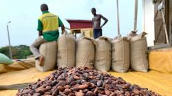 Los grandes productores de cacao en África enfrentan graves problemas para cumplir normativas sociales y ambientales