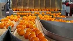 Mal inició de las exportaciones de mandarina debido al retraso de las cosechas por altas temperaturas