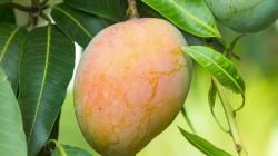 Mango costarricense gana competitividad con una estrategia de alto valor