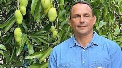 Mango de México busca ampliar su temporada y crecer más en Estados Unidos