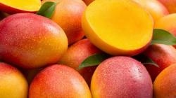 Mango fresco peruano llegó a 36 mercados en la campaña 2023/2024