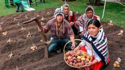 Más de 2 millones de productores alimentan al Perú