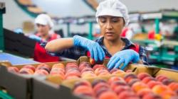 Más de 40 brotes de mosca de la fruta han sido detectados en Chile