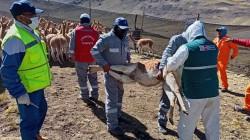 Más de 64 mil vicuñas fueron evaluadas en zonas altoandinas de 11 regiones del Perú