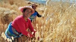Más de 9 mil mujeres rurales fortalecen sus capacidades productivas con el INIA