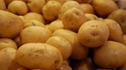 Mejoran productividad de la papa en Amazonas, Cajamarca y La Libertad