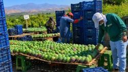 “Menos mango no siempre significa menos oportunidad comercial”