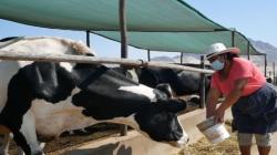 Midagri declara de interés nacional desarrollo de los sistemas de producción ganaderos