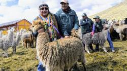 Midagri lanza Campaña Nacional de Dosificación y entrega kits veterinarios para proteger a más de 2 millones de cabezas de ganado en 15 regiones del Perú