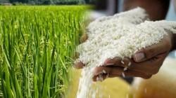 Midagri responde ante la demanda de los productores arroceros