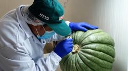 Moquegua: Senasa certifica 30 toneladas de zapallo con destino a Chile