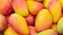 Nathalia Costine-Tello: «La investigación debe convertirse en solución práctica para la industria del mango»