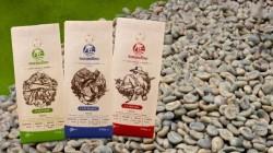 Norandino proyecta procesar más de 450 mil quintales de café este año
