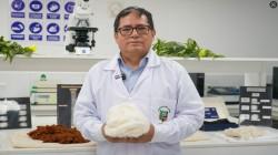 Nueva variedad de algodón mejorado busca impulsar la producción textil peruana