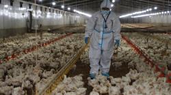 OMSA ratificó a Perú como país libre de influenza aviar en aves de corral