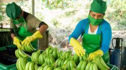 Países Bajos fue el principal destino de los bananos de Perú en abril de 2024, con una participación del 37.8%