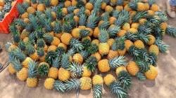 Pasco: Impulsan cultivo de Piña en Oxapampa