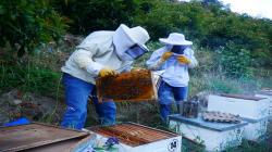 Pequeños apicultores inician cosecha de miel en colmenas de Áncash
