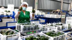 Pequeños productores de Tacna concretan primera exportación de 21.55 toneladas de palta Hass a Chile