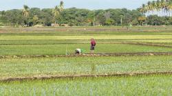 Perú: avanza proyecto impulsará una producción de arroz más sostenible y resiliente