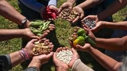 Perú debe mostrar avances en la transformación de los sistemas alimentarios