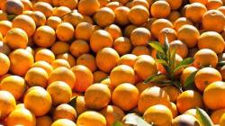 Perú exportó naranjas por US$ 4.1 millones entre enero y octubre de 2022