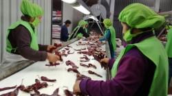 Perú fue el segundo exportador de capsicum de América Latina y el Caribe en 2025