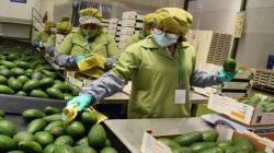 Perú lidera crecimiento regional de exportación no tradicional de los últimos 5 años
