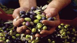 Perú produjo 229.638 toneladas de olivo en la campaña 2021/2022