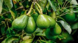 Perú rompe récord en exportación de frutas a Japón