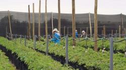 Perú: señales de esperanza en el agro y la industria