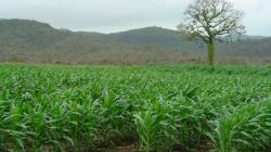 Pesticidas tóxicos desde la Unión Europea se exportan a Ecuador, Brasil y otros países