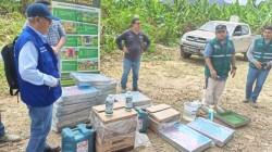 Piura: Comité de Sanidad refuerza vigilancia del banano ante el Fusarium R4T