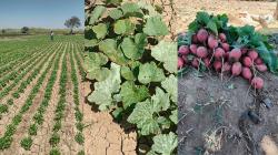 Piura: Hortalizas registran un crecimiento progresivo en la Campaña Agrícola 2025–2026